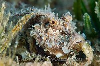 Red Sea Walkman Portrait, Jordan