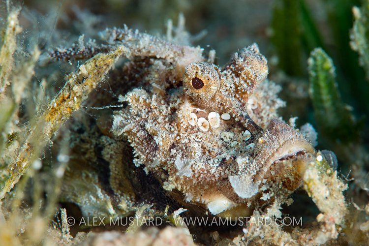 Red Sea Walkman Portrait, Jordan