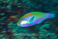 Parrotfish Showing, Indonesia