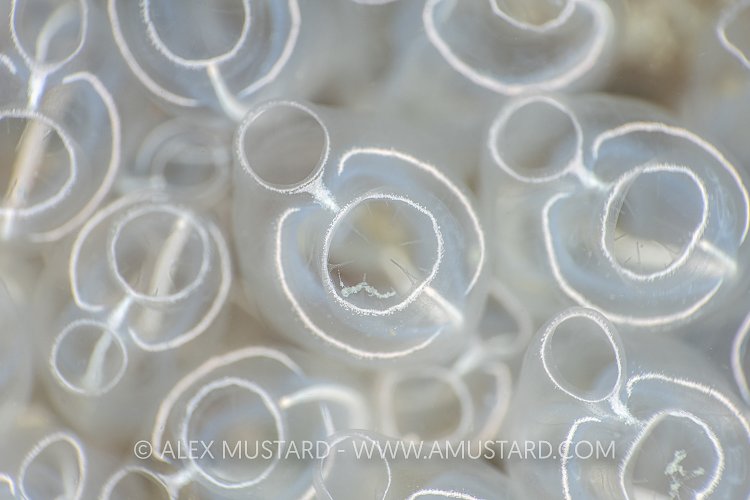 Tunicate Detail, UK