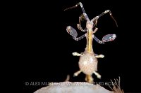 Skeleton Shrimp Portrait, UK