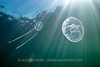 Sea Gooseberry In Sunbeams, UK