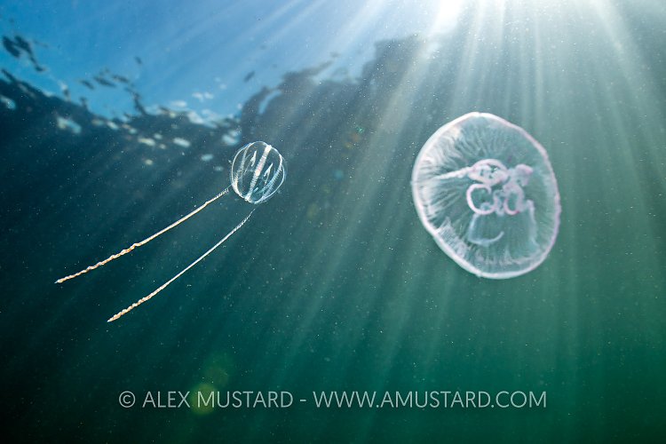 Sea Gooseberry In Sunbeams, UK