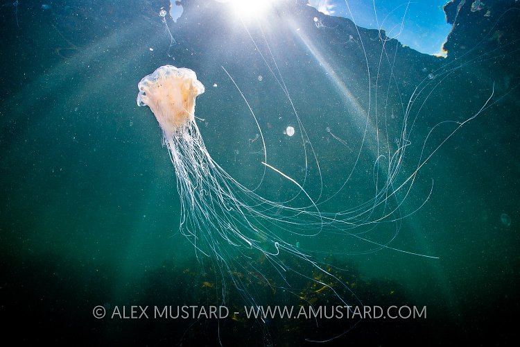 Lion's Mane Jelly In Sunbeams, UK