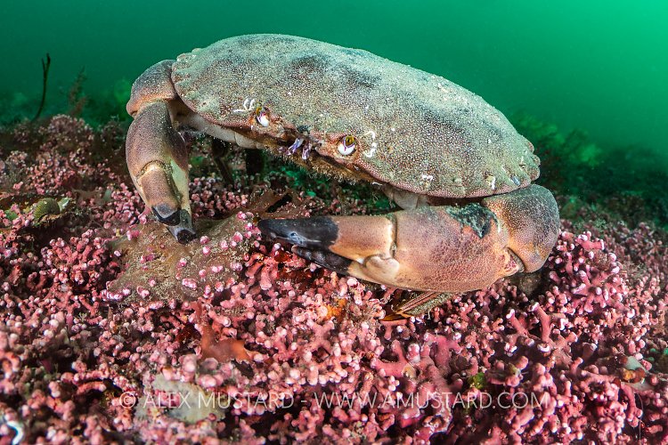 Crab On Maerl Bed, UK
