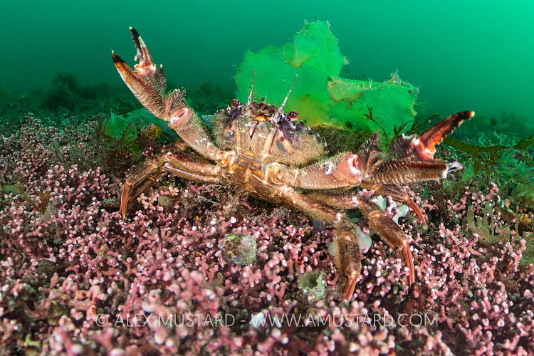 Crab On Maerl Bed, UK