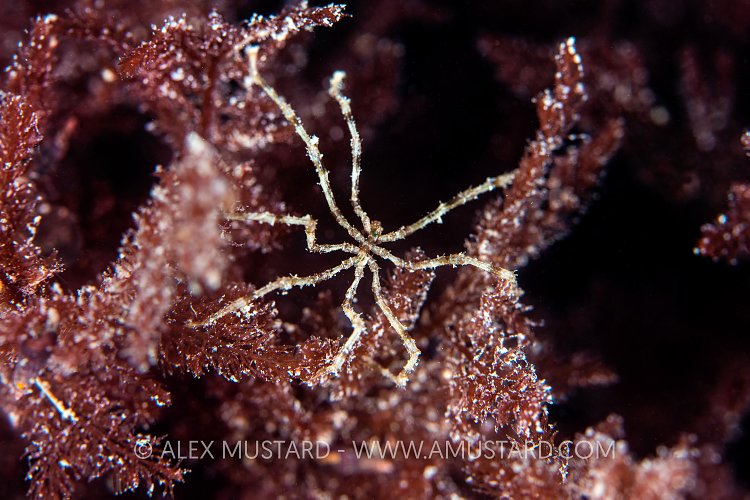Sea Spider On Seaweed, UK