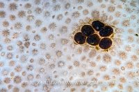 Snail Eggs On Soft Coral, UK