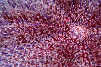 Common Urchin Spines, UK