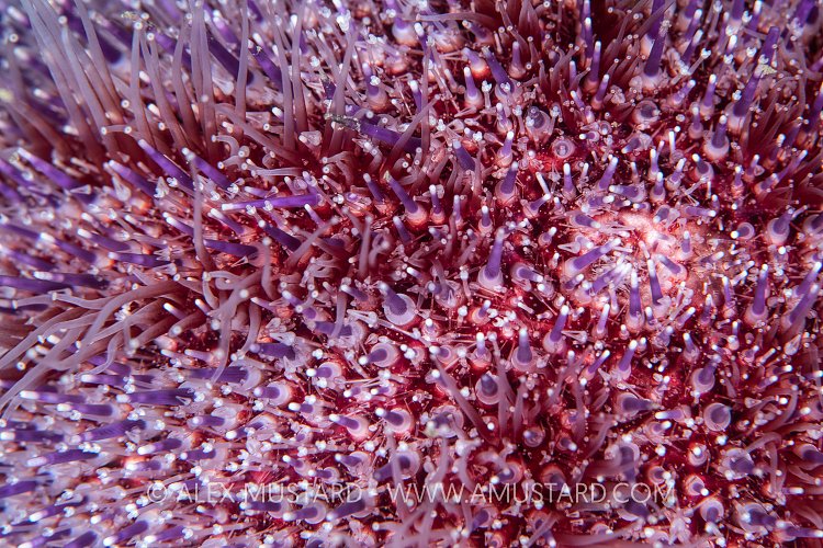 Common Urchin Spines, UK