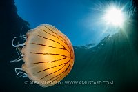 Compass Jellyfish Sunburst, UK