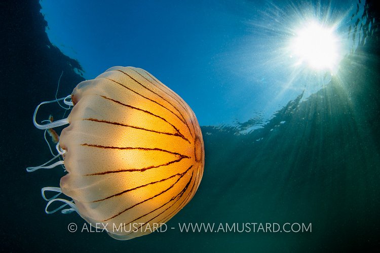 Compass Jellyfish Sunburst, UK