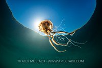 Compass Jellyfish With Snell's Window, UK
