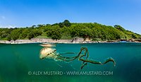 Compass Jellyfish Split Level, UK