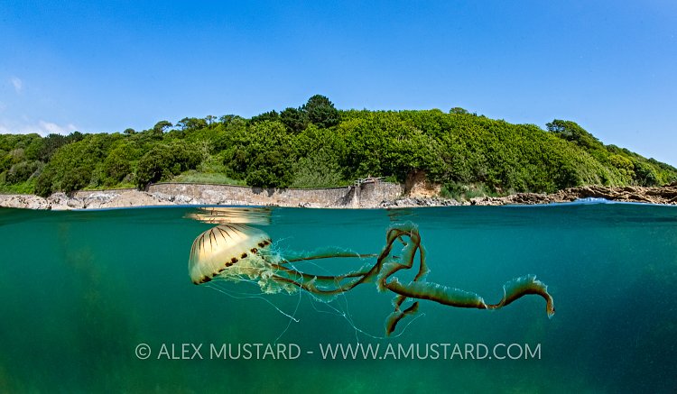 Compass Jellyfish Split Level, UK