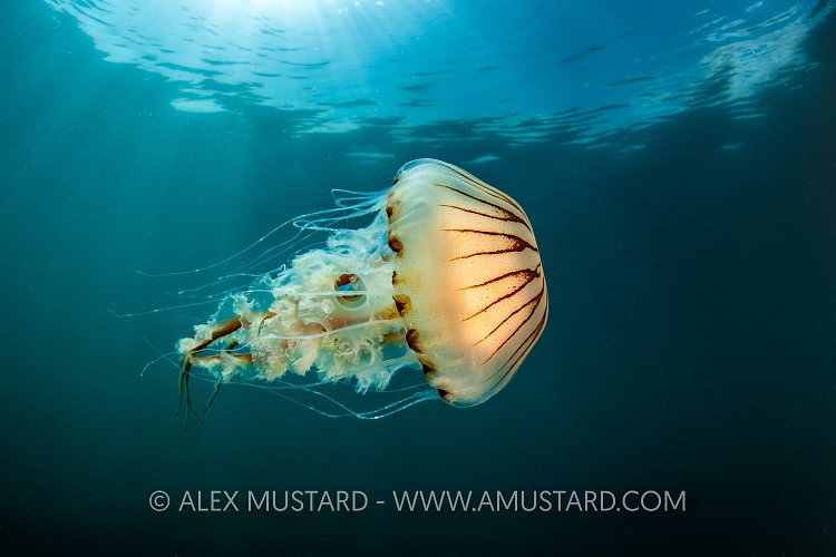Compass Jellyfish Swimming, UK