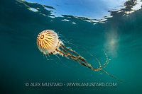 Compass Jellyfish Swimming, UK