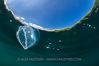 Crystal Jellyfish, UK