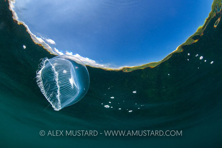 Crystal Jellyfish, UK