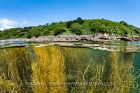 Seaweed Splits, UK