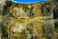 Seaweed Reflections, UK