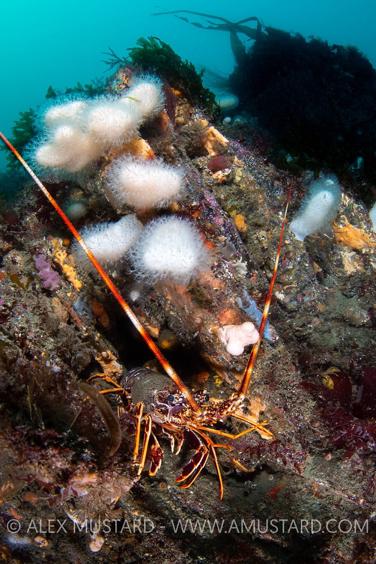Crayfish On Reef, UK