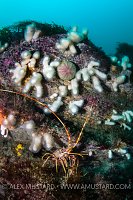 Crayfish With White Soft Corals, UK