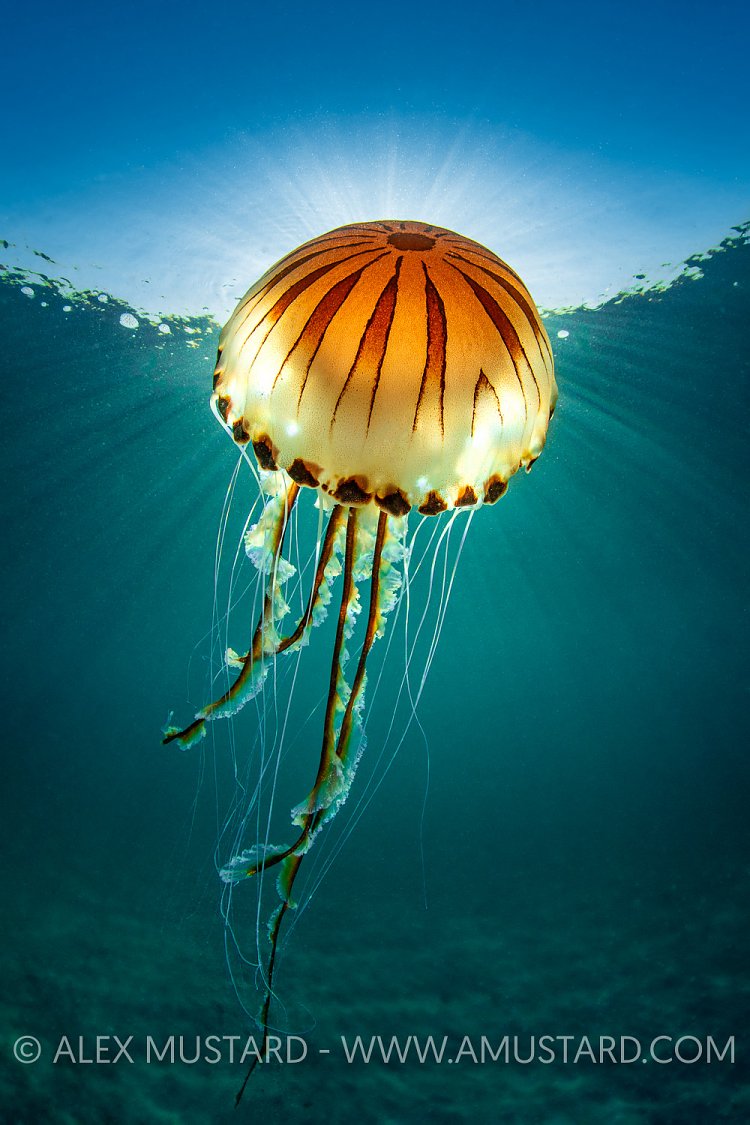 Compass Jellyfish Sunburst, UK