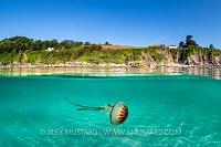 Compass Jellyfish Split, UK