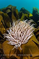 Snakelocks Anemones On Kelp, UK