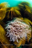 Snakelocks Anemones Beneath The Waves, UK