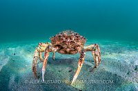 Spider Crab On Seabed, UK