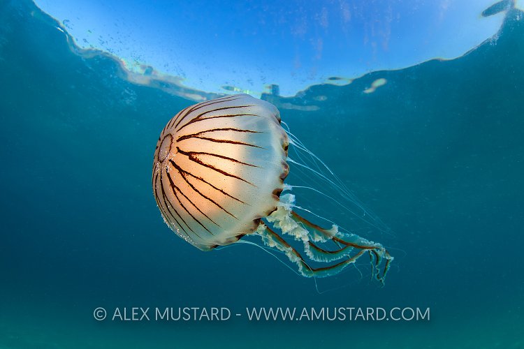 Compass Jellyfish, UK