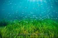 Sandeels Over Sea Grass, UK
