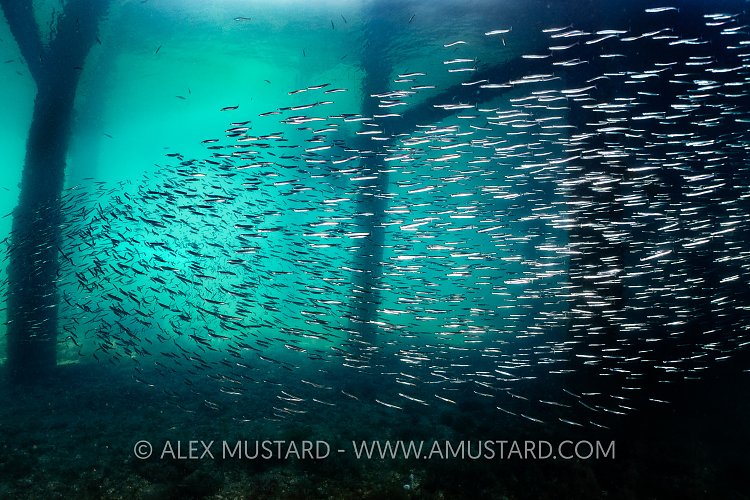 Sandeels Beneath Pier, UK