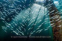 Sandeels Beneath Pier, UK