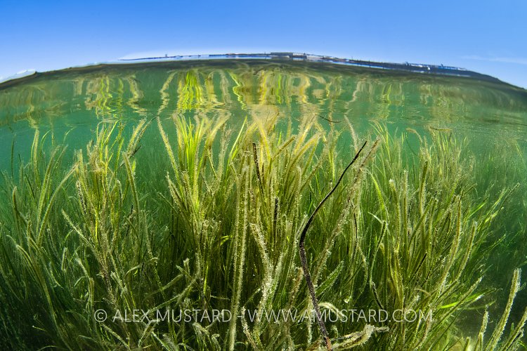 Seagrass Meadow Ih Shallows, UK