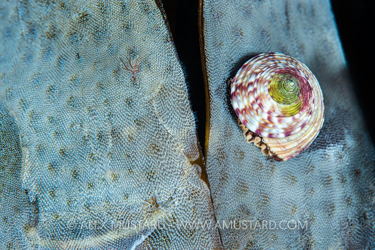 Topshell On Kelp, UK