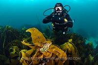 Diving Over Kelp, UK