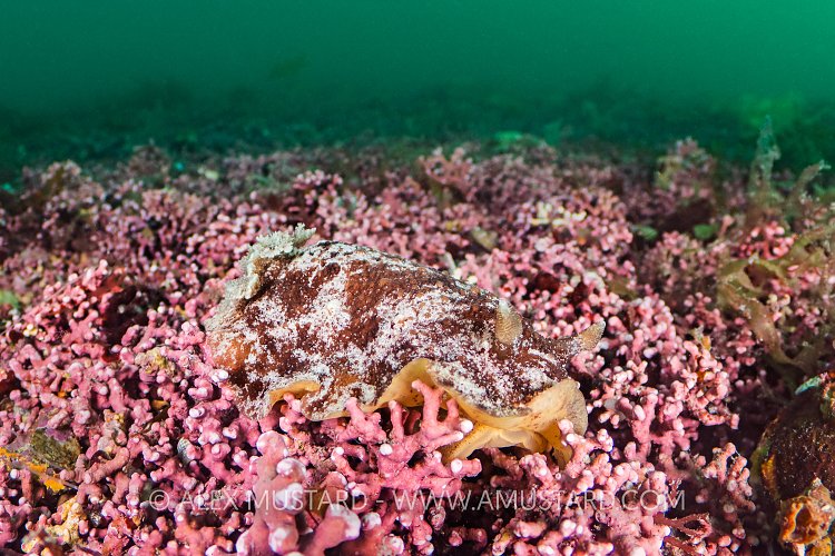 Sea Lemon Nudibranch On Maerl, UK