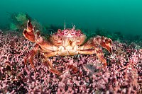 Wrinkled Swimming Crab, UK