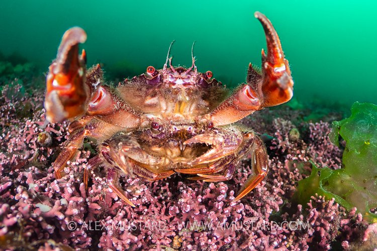 Pair Of Swimming Crabs, UK