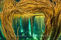 Seaweed Canopy, UK