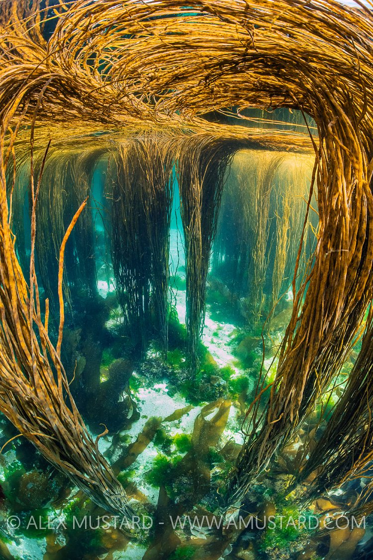 View Through A Seaweed Garden, UK