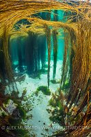 View Through A Seaweed Garden, UK