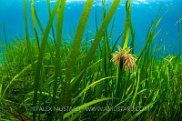 Anemone In Seagrass Meadow, UK