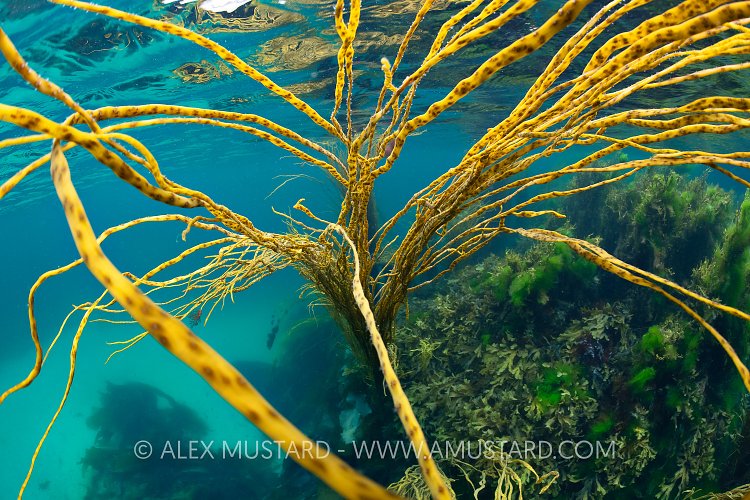 Spaghetti Weed Strands, UK