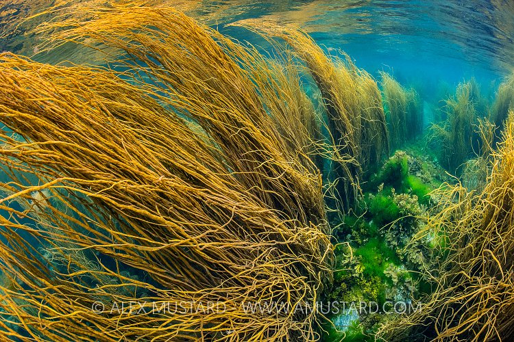 Swept Seaweed Garden, UK