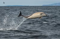 Dolphin Leap, UK