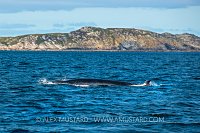 Minke Whale At The Surface, UK
